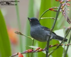 Diglossa plumbea