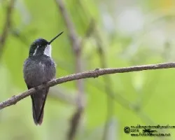 Lampornis castaneoventris