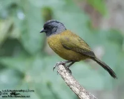 Pezopetes capitalis