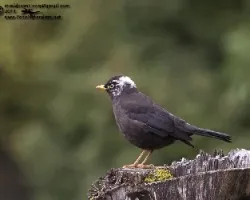 Turdus nigrescens