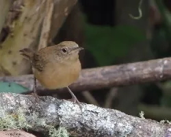 Troglodytes aedon