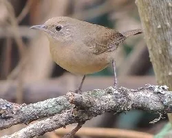 Troglodytes aedon