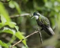 Lampornis castaneoventris