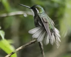 Lampornis castaneoventris