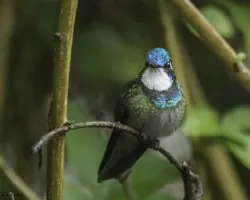 Lampornis castaneoventris