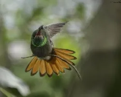 Amazilia tzacatl
