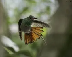 Amazilia tzacatl