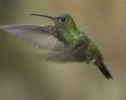 Amazilia tzacatl