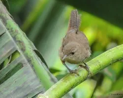 Troglodytes aedon