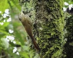 Lepidocolaptes affinis