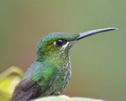Colibri