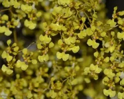 Oncidium? lluvia de oro