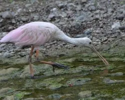 Platalea ajaja