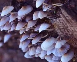 Colonia de hongos