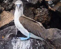 Sula nebouxii