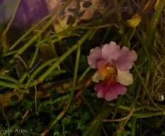 Orquidea