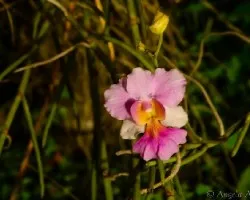 Orquidea