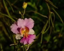 Orquidea