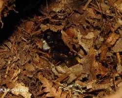 Bombus terrestris