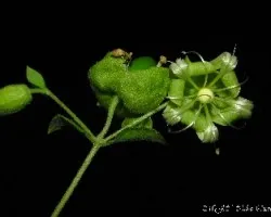 Cucubalus baccifer