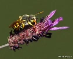 Falsa avispa