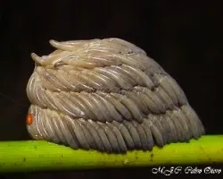 Curiosidades de la naturaleza