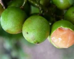 Melicoccus bijugatus