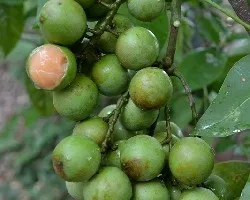 Melicoccus bijugatus