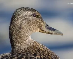 Anas platyrhynchos