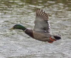 Anas platyrhynchos
