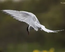 Sterna paradisaea