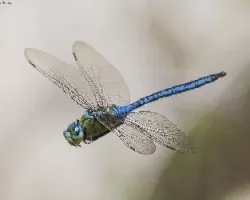 Anax imperator