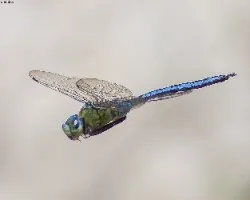 Anax imperator