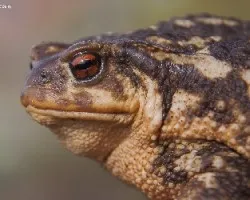 Bufo bufo