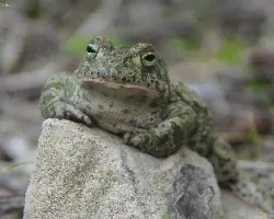 Bufo calamita