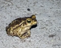 Sapo