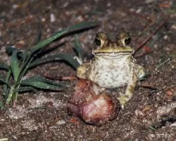 Sapo