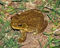 Sapo