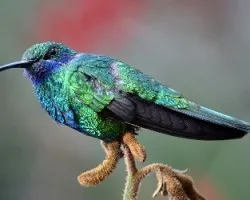 Colibri thalassinus