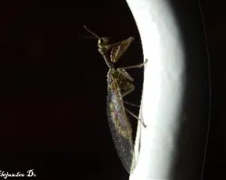 Mantispidae