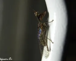 Mantispidae