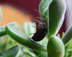 Steatoda grossa