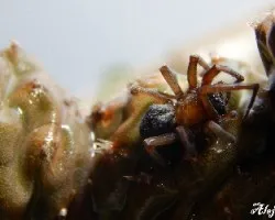 Metaltella simoni