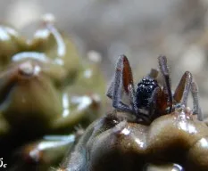 Metaltella simoni