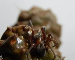 Metaltella simoni