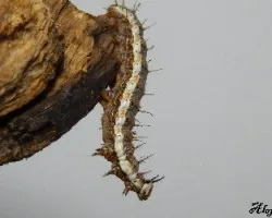 Agraulis vanillae