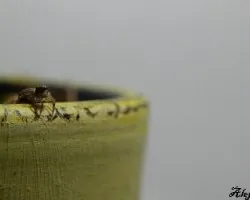 Salticidae 