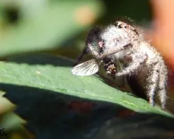 Salticidae 