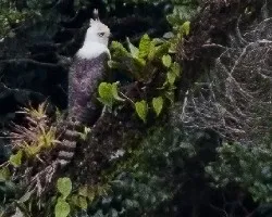 Spizaetus ornatus