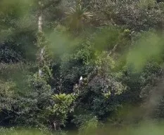 Spizaetus ornatus